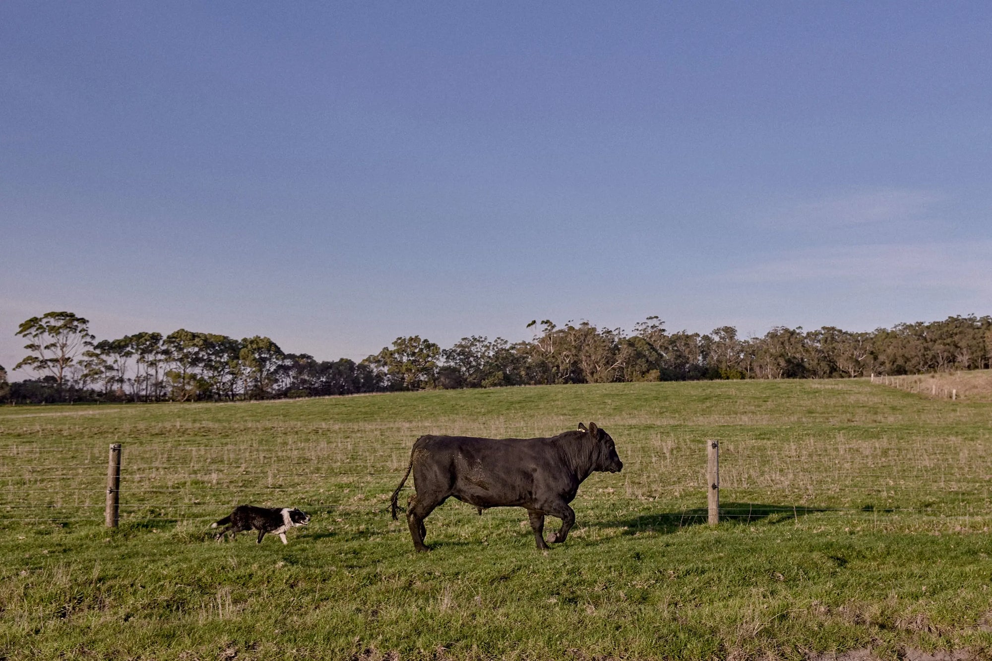 Peg the dog and Bull the bull in a grassy field of the CoLab wines vineyard with trees in the background